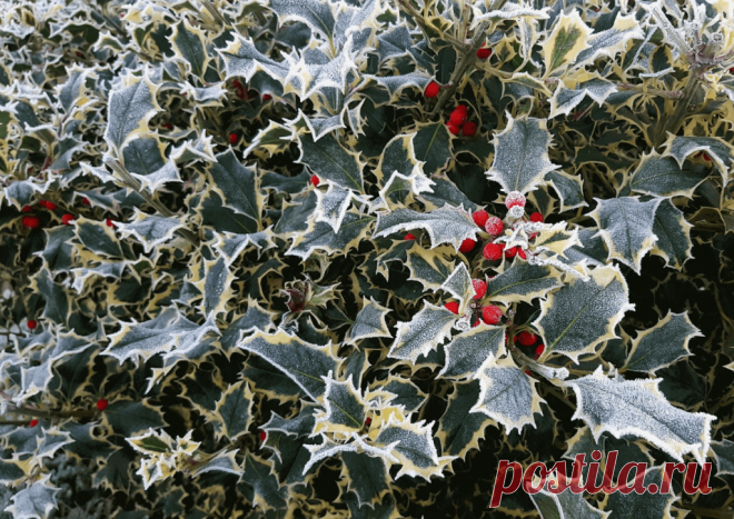 Календарь сезонных работ в саду: декабрь - Planetalsad