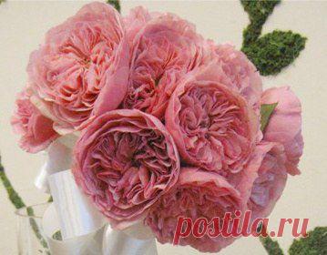 Английские розы из шифона - Рукоделие