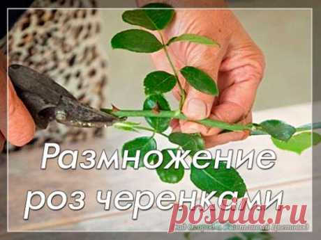 Размножение роз черенками
Специалисты и любители оживленно спорят о достоинствах и недостатках разных способов размножения роз.
Сторонники прививок утверждают, что розы на собственных корнях часто не отличаются ни пышным цветением, ни размерами цветков, ни зимостойкостью.
На самом деле, прививка - это скорее коммерческий способ размножения, поскольку позволяет гораздо быстрее получить результат в виде взрослого роскошного розового куста. И прививают сорта к видовым розам в том числе и