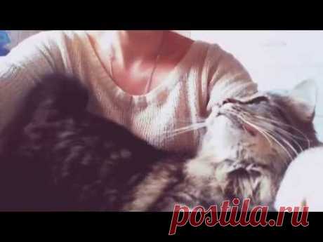Кот нереально соскучился по хозяйке