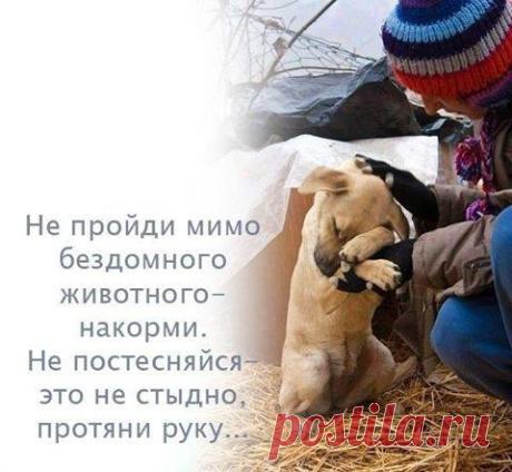 НАМ НЕ СТЫДНО...
"Как-то так сложилось, что в нашем обществе укоренилось 2 предрассудка:
1. Милосердие - это стыдно.
2. Кормить котов на улице - это удел старушек с маразмом и несчастных старых дев. Наши люди почему-то считают, что ужасно неприлично в чистой одежде сидеть у подвала и раскладывать еду по мискам.
Парадокс в том, что большинству стыдно, но в глубине души они сочувствуют!
Показать полностью…