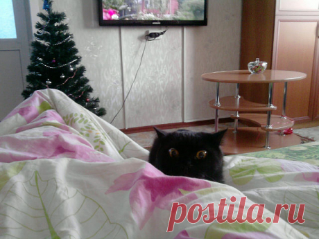 Готовится к прыжку :-D