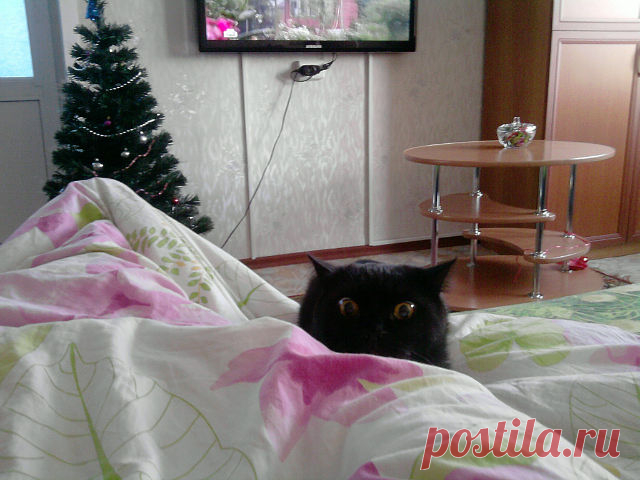 Готовится к прыжку :-D