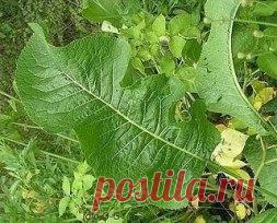 БОЛЯТ КОЛЕНИ: ЛЕЧЕНИЕ НАРОДНЫМИ СРЕДСТВАМИ