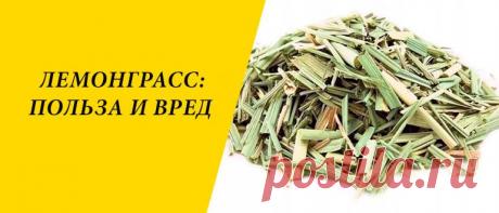 Лемонграсс: польза и вред для здоровья организма человека Лемонграсс: описание и состав, польза и вред для здоровья, применение в народной медицине, косметологии и кулинарии.
