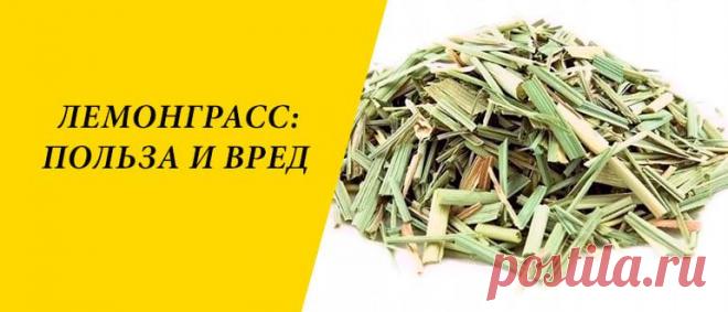 Лемонграсс: польза и вред для здоровья организма человека Лемонграсс: описание и состав, польза и вред для здоровья, применение в народной медицине, косметологии и кулинарии.