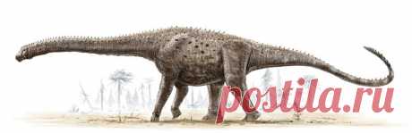 самый большой в мире диназавр- аргентинозавр Самым длинным считается сейсмозавр, длина которого от кончика носа до кончика хвоста оценивается в 40 м, а масса - от 40 до 80 т, но, по всем расчетам, Аргентинозавр самый тяжелый. Его вес мог достигать 100 тонн!