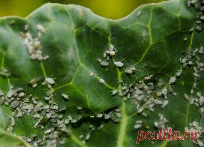 Огуречная трава бораго - посадка и уход