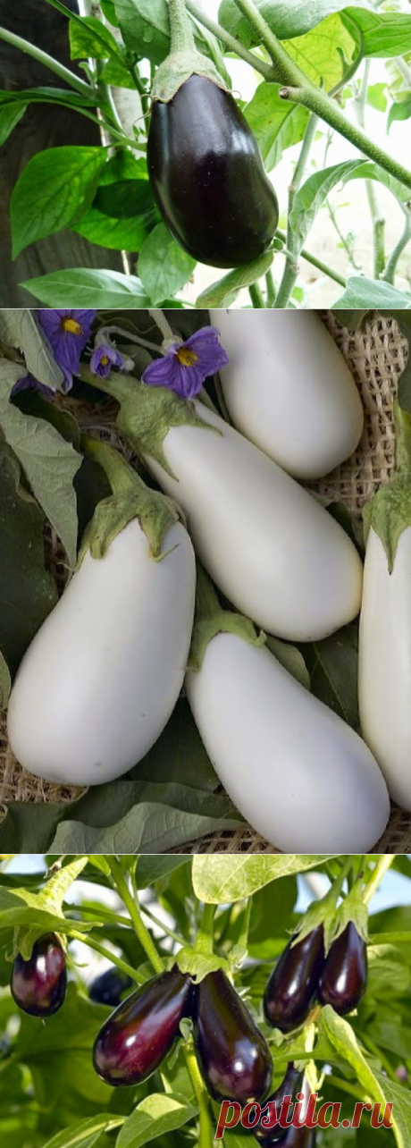 Вкусный Огород: Как правильно выращивать баклажаны. Практический опыт.