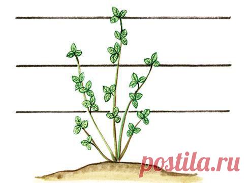 Ежевика: посадка и уход на Supersadovnik.ru