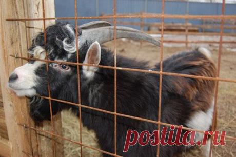 Студентка Роза.