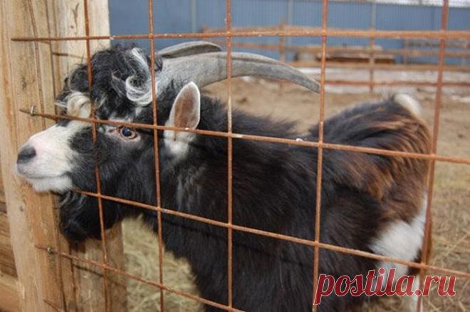 Студентка Роза.