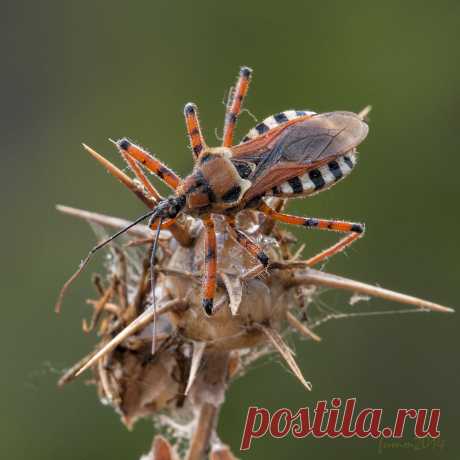 35PHOTO - Игорь ФУММ - ВО ВСЕЙ КРАСЕ! КЛОП-ХИЩНЕЦ.