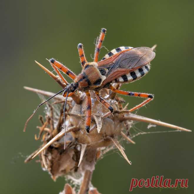 35PHOTO - Игорь ФУММ - ВО ВСЕЙ КРАСЕ! КЛОП-ХИЩНЕЦ.