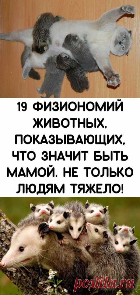 19 физиономий животных, показывающих, что значит быть мамой. Не только людям тяжело!