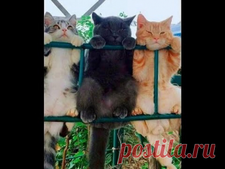 😺 Соседская банда! 🐈 Смешное видео с котами и котятами на новом канале Baraban-TV! 😸