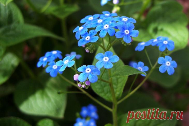 Самые яркие почвопокровные растения для сада