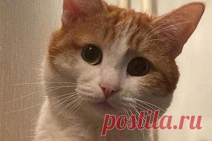 Проводница выкинула кота из вагона поезда. Теперь сотни россиян помогают хозяину искать любимого питомца. Проводница поезда, следовавшего из Екатеринбурга в Санкт-Петербург, выбросила кота одного из пассажиров из вагона на остановке в Кирове. Домашнее животное ищут по всему городу уже больше недели, к процессу подключились более 300 волонтеров. Однако результатов пока нет.