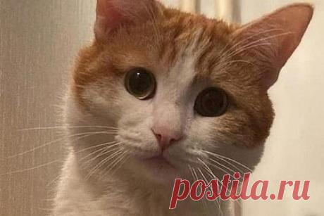 Проводница выкинула кота из вагона поезда. Теперь сотни россиян помогают хозяину искать любимого питомца. Проводница поезда, следовавшего из Екатеринбурга в Санкт-Петербург, выбросила кота одного из пассажиров из вагона на остановке в Кирове. Домашнее животное ищут по всему городу уже больше недели, к процессу подключились более 300 волонтеров. Однако результатов пока нет.