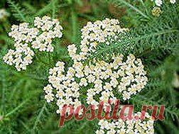 Тысячелистник укрепит здоровье женщин | Друг пенсионера
Думаю, что подобная проблема возникала не только у меня.
Во время менструации у меня на вну­тренней поверхности бедер постоян­но возникало сильнейшее раздраже­ние.