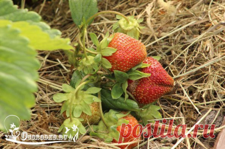 НАСТОЙКА ИЗ ОДУВАНЧИКА И ЧЕСНОКА ЗАЩИТИТ КЛУБНИКУ