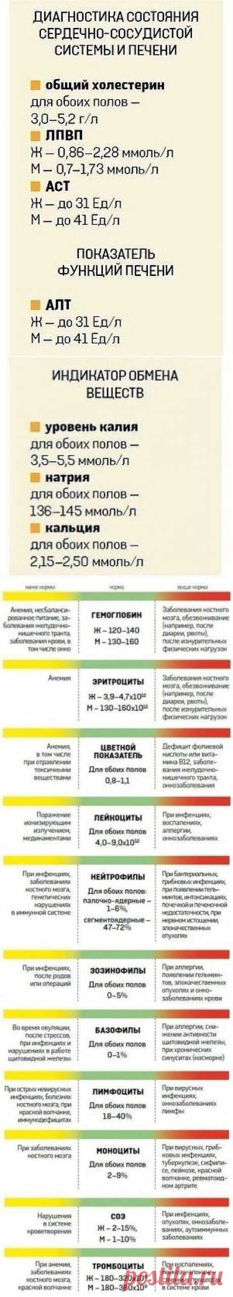 (58) О  ЧЁМ РАССКАЖЕТ  АНАЛИЗ  КРОВИ?