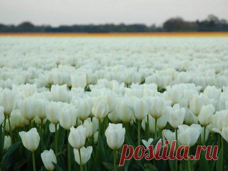 картинки цветов красивые - 464 тыс. картинок. Поиск@Mail.Ru