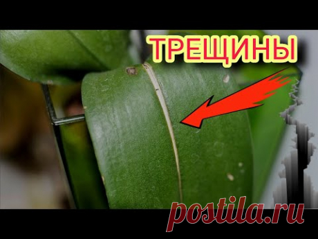 🍃Листья орхидеи трескаются / лопаются по центру. Причины и последствия. ☝️