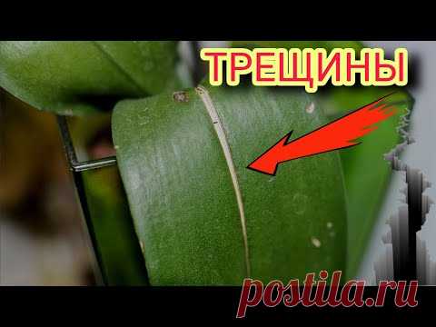 🍃Листья орхидеи трескаются / лопаются по центру. Причины и последствия. ☝️