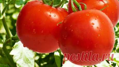 Сорта томатов для Краснодарского края: описание, фото
