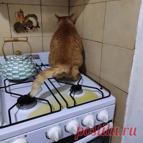 Как кошки🔥 выходят из положения🔥, когда надо ответить хозяевам взаимностью | Призма жизни | Дзен