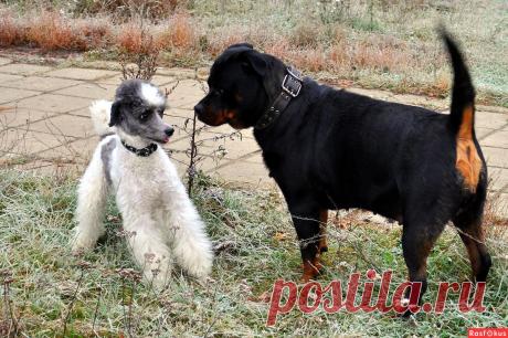 Фото: Ты кто?. Николай Попов. Фото животных - Фото и фотограф на Расфокусе.