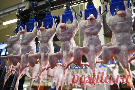 В России предупредили о возможных проблемах с мясом птицы. Росптицесоюз, объединяющий 250 главных предприятий по производству птицы в стране, предупредил о возможной остановке работы птицефабрик из-за ухода иностранных производителей оборудования из России. Сейчас около 80 процентов техники приходится на зарубежные бренды, а местное оборудование не обладает теми же мощностями.