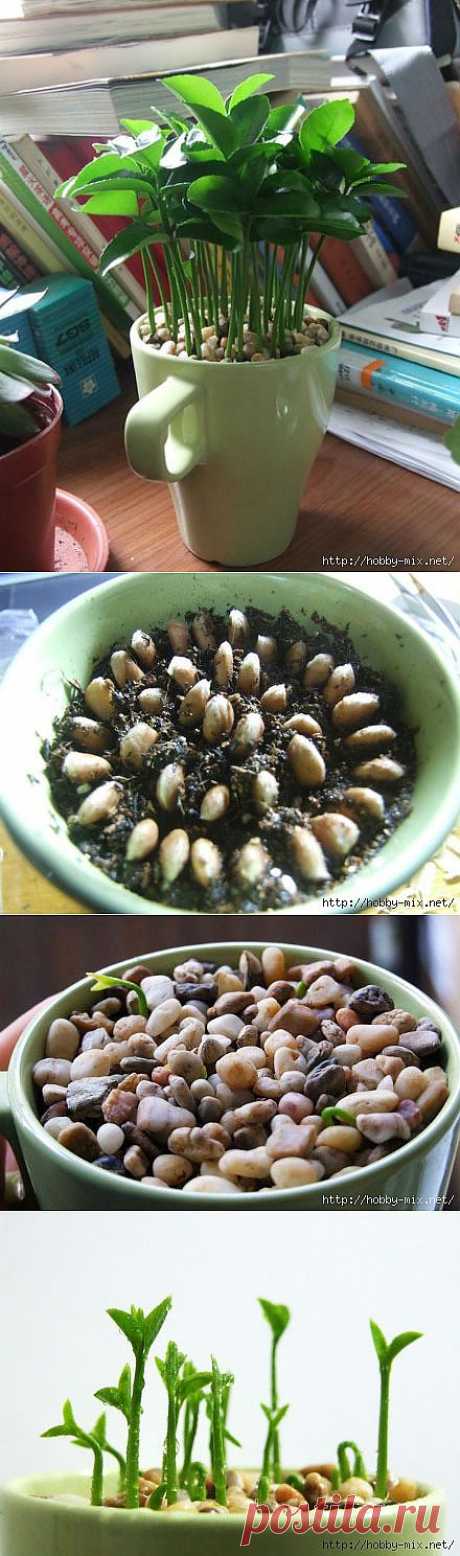 Зеленый островок или как вырастить грейпфрут (лимон) в чашке..