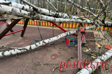 «Невиноватых нет». Кого накажут за смерть девочки из-за упавшей березы?. Жители Красногорска очень болезненно переживают новость о том, что девочка 2021 года рождения, на которую 21 апреля упала береза, скончалась в больнице. Юрист рассказала, кого могут привлечь к ответственности за упавшее от ветра дерево.
