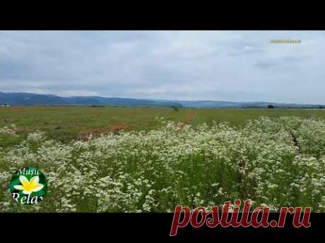 Звуки Природы | Сверчки и Звук Ветра, Шелест Травы - 3 часа Релакса