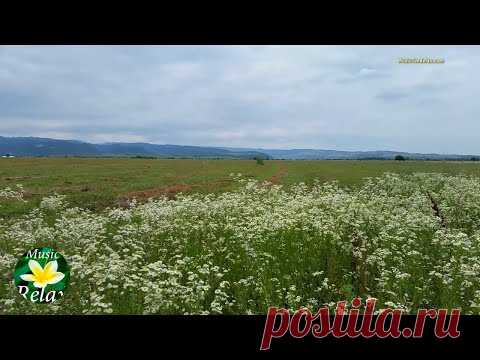 Звуки Природы | Сверчки и Звук Ветра, Шелест Травы - 3 часа Релакса