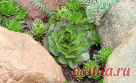 С праздником мира, весны и труда! | Как научиться жить без проблем?