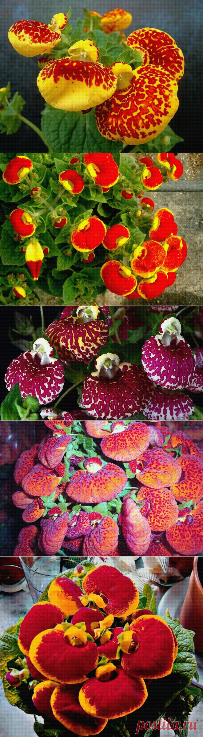 Кальцеолярия (Calceolaria).