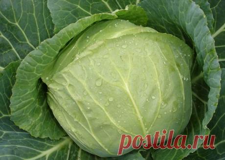 Секреты большого урожая 
1. Йод для капусты 

В ведро воды добавить 40 капель йода. Когда начнет формироваться кочан, поливать капусту под растение по 1 литру. 

2. Ускорение пророста 

Чтобы семена быстрее проросли их замачивают в растворе перекиси водорода (4%) на 12 часов (капуста), а семена помидоров и свеклы - на 24 часа. Для обеззараживания семян (вместо марганцовки) их обрабатывают 10% перекисью водорода 20 минут. Соотношение раствора и семян 1:1. Затем семена промы...