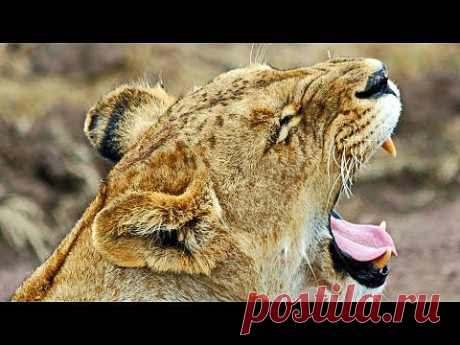 Атака Больших Кошек Nat Geo WILD (2012) - YouTube
