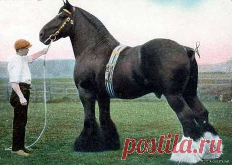 Лошади древнейшей породы Шайр - английские ломовые тяжеловозы. Чемпион 1911 года. Благодаря шайрской крови, в Шотландии сформировалась своя порода тяжеловозов – клейдесдальская, также получившая широкое признание, в том числе и за пределами Англии. Клейдесдали очень похожи на Шайров, но несколько легче и мельче их.