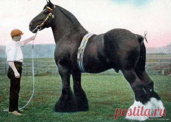 Лошади древнейшей породы Шайр - английские ломовые тяжеловозы. Чемпион 1911 года. Благодаря шайрской крови, в Шотландии сформировалась своя порода тяжеловозов – клейдесдальская, также получившая широкое признание, в том числе и за пределами Англии. Клейдесдали очень похожи на Шайров, но несколько легче и мельче их.