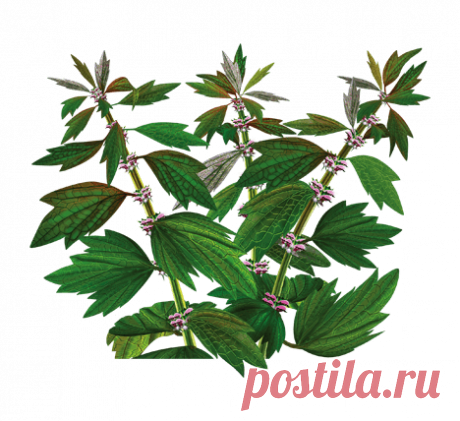 Пустырника трава Пустырник-трава: описание лечебных свойств, действие на организм, применение пустырника в лечении различных заболеваний и в народной медицине.