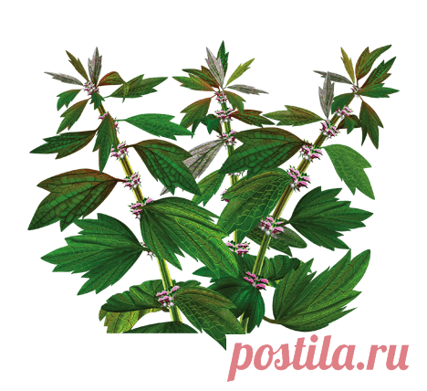 Пустырника трава Пустырник-трава: описание лечебных свойств, действие на организм, применение пустырника в лечении различных заболеваний и в народной медицине.