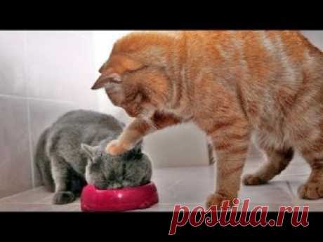 «Симпатичная кошка» стараются не смеяться - самый смешной фильм кота # 266