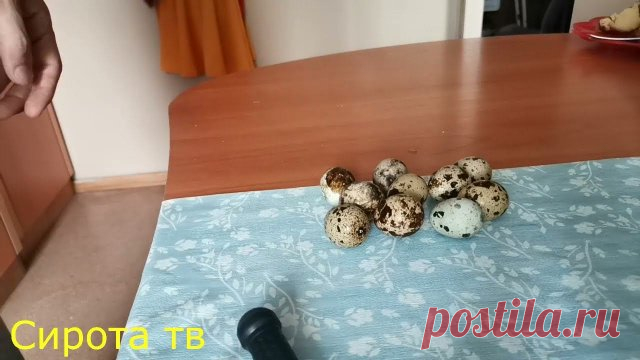 Сколько варить перепелиные яйца. Справиться каждый! Как правильно сварить перепелиные яйца

ТЕКСТОВАЯ  ИНСТРУКЦИЯ:
*************** ПРОЦЕСС ************** 
1. Яйца  тщательно моем в теплой воде. 
2. Варим их  в соленой воде.
3. Яйца кладем в воду, как только будет немного заметно ее закипание.
4. Варим  3 минуты.
5. Достаем яички и помещаем их в холодную воду или под струю воды, это упростит нам их очистку.
6. Чистим. Готово! При правильной варке, желток будет яркий и нежный.