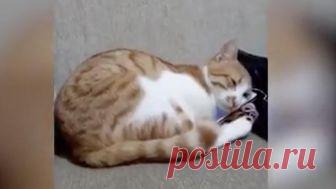 Увидевший погибшего хозяина кот растрогал пользователей Сети В интернете набирает популярность видео с котом, которому показали видеозапись с участием его умершего хозяина. Всего за несколько дней ролик посмотрели 23 млн человек. Трогательные кадры опубликовал в своем Facebook пользователь Engin Yilmaz.