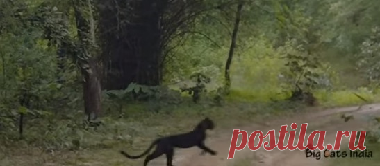 В парке Индии появилась редкая черная пантера редкая чёрная пантера Она не любит попадаться на глаза людям: в последний раз пантеру видели два года назад. В Национальном парке Пенч (Индия), также известный как «Земля Маугли», обитает множество животных, включая больших кошек. На днях в его джунглях была замечена черная пантера, которой успели дать прозвище Багира в честь героя книг Редьярда Киплинга «Книга джунглей» и «Вторая книга джунглей», пишет Daily Mail. В последний ...