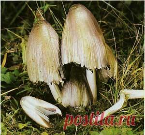 Навозник чернильный, навозник серый (Coprinus atramentarius)